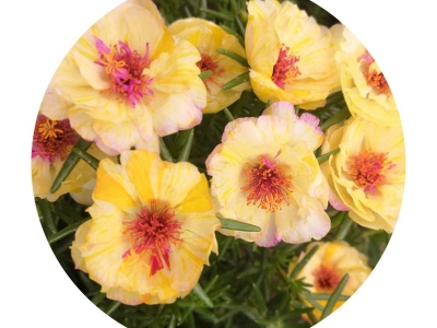 太陽(yáng)花有什么特殊的意義？花語(yǔ)是什么？