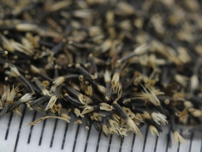 藿香薊種子的市場價格是多少？