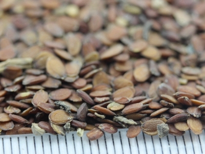 蜂室花種子的播種時(shí)間是什么時(shí)候？