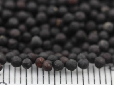 商業(yè)用途滿天星種子的市場價格是多少？