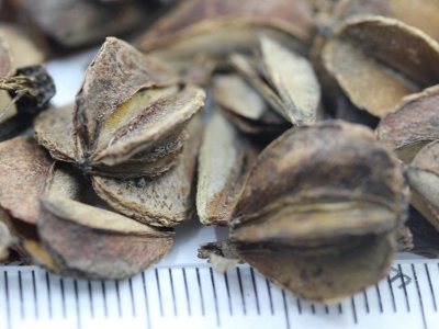 杜鵑花有什么意義？花語是什么？