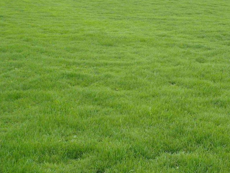 中華結(jié)縷草草坪