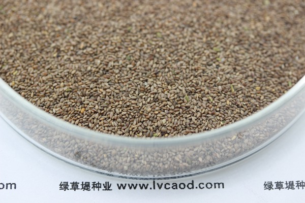 <a href=http://hbjw001.com/caopingzhongzi/21.html target=_blank class=infotextkey>狗牙根種子</a>