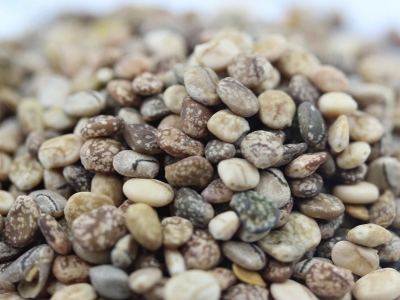 羽扇豆的花語是什么，有什么含義？
