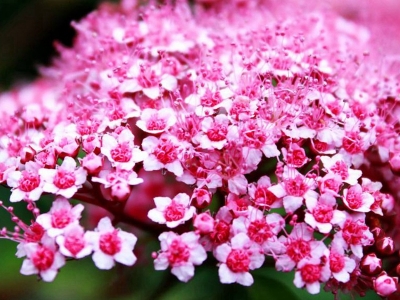 繡線菊的花語(yǔ)是什么，代表著什么？