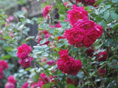 紅刺玫的花語是什么，代表了什么？