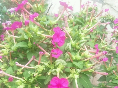 紫茉莉的花語是什么，代表了什么？
