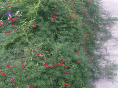 羽葉蔦蘿種子哪里有得賣？