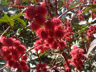 紅色蓖麻是多年生植物嗎？