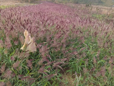 糖蜜草是多年生的植物嗎？