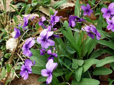 紫花地丁的種植過(guò)程中需要注意些什么？