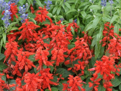 紅色鼠尾草可以種植在哪些地區(qū)？