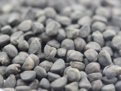 鶯蘿種子的播種量控制在多少？