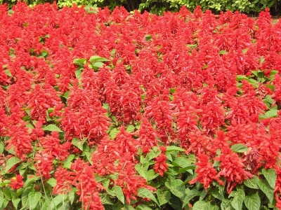紅色鼠尾草開花是什么時候？