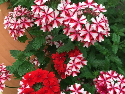 美女櫻什么時(shí)候開花？