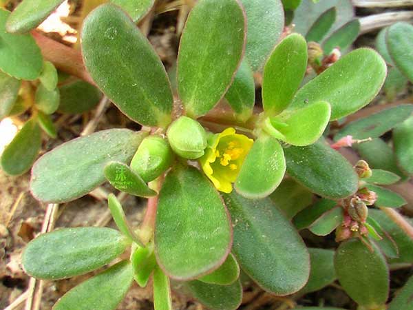 馬齒莧種子發(fā)芽出苗開花圖片 馬齒莧種子發(fā)芽出苗開花圖片