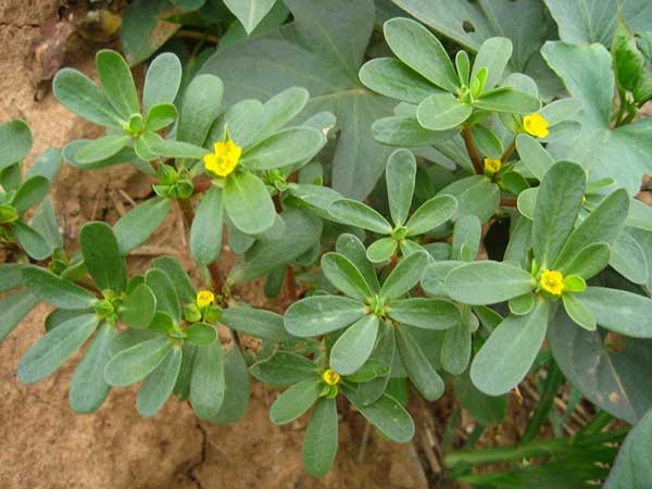 馬齒莧種子發(fā)芽出苗開花圖片 馬齒莧種子發(fā)芽出苗開花圖片