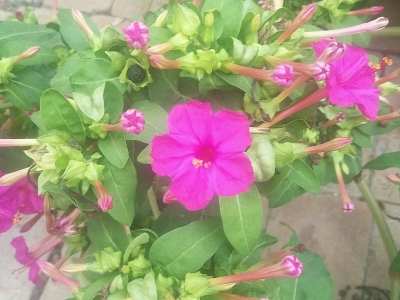 紫茉莉栽培過程中需要注意哪些問題？