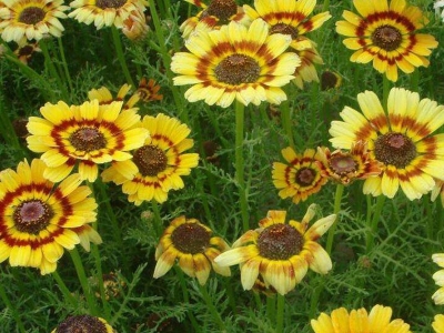 花環(huán)菊種子的播種量控制在多少？
