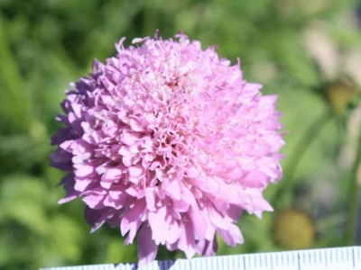 輪峰菊的別名有哪些？