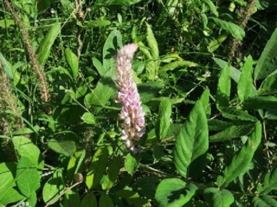 貓尾草種子花期有多久、觀賞性怎么樣