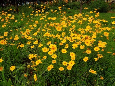 金雞菊的花語是什么，有什么意義？