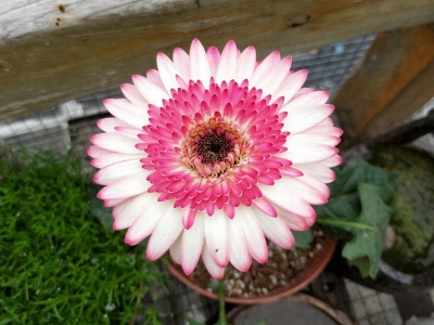 非洲菊花朵有哪幾種顏色？