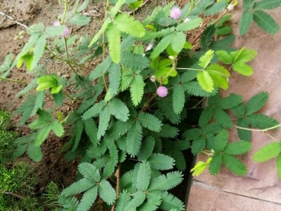含羞草名字的由來是什么？