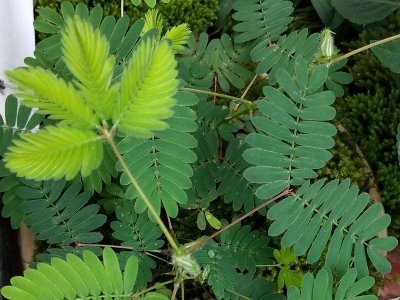 含羞草種子應(yīng)該去哪兒購買？
