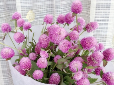 千日粉的花期是每年幾月份？