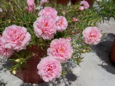 太陽(yáng)花種子應(yīng)該去哪兒買比較好？