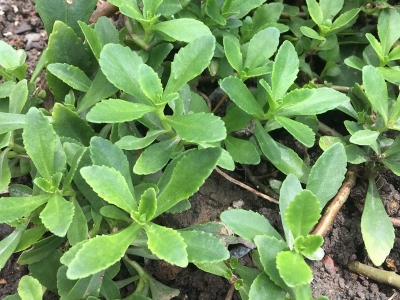 馬齒莧種子種植過程中需要注意些什么？