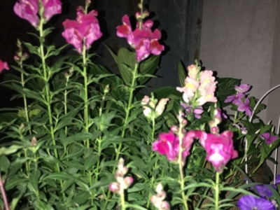 金魚草為什么遲遲不開花，如何解決？