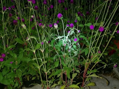 千日紫的花期是什么時(shí)候？