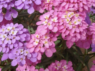 蜂室花有毒嗎？