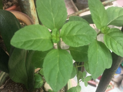 薄荷的花語是什么？