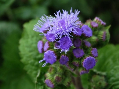 藿香薊什么時候發(fā)芽，幾天開花？