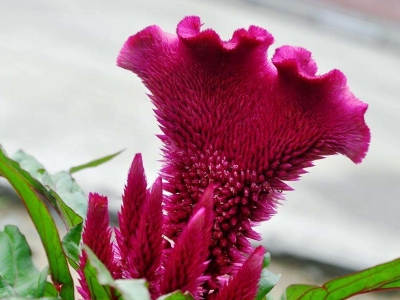 藥用雞冠花種子應(yīng)該去哪兒批發(fā)？