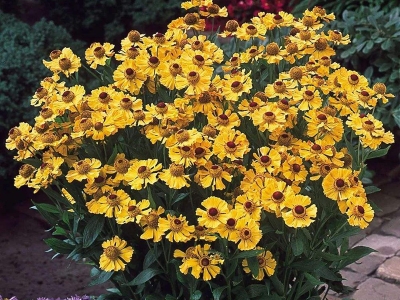 堆心菊幾天發(fā)芽多久開(kāi)花？