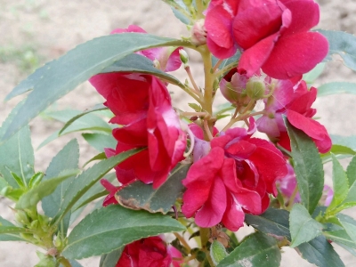 鳳仙花的花期是什么時候？