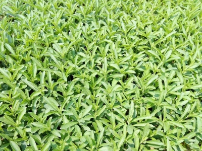 甜葉菊種子可以去哪兒購(gòu)買？