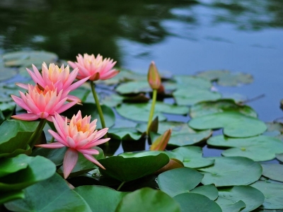 睡蓮應(yīng)該怎么養(yǎng)才能養(yǎng)好？