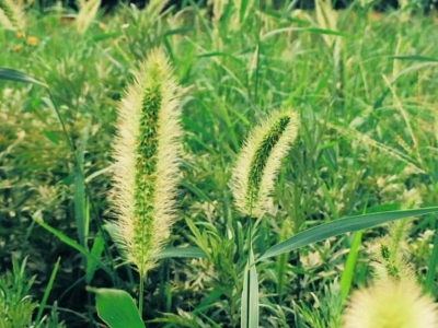 狗尾草種子應(yīng)該在幾月份種？