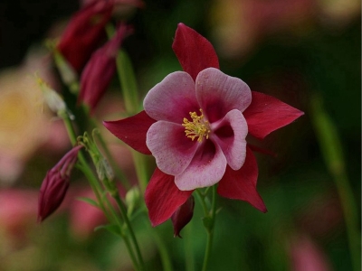 小花耬斗菜什么時候開花，花期有多長？