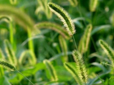 狗尾草種子可以去哪兒買？
