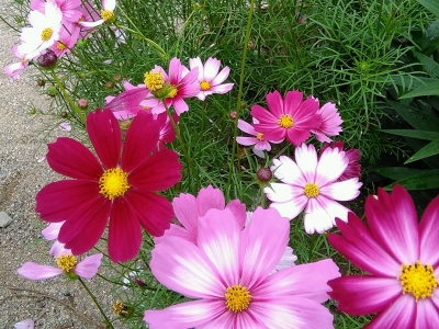 波斯菊幾天發(fā)芽多久開花？
