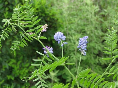 毛苕子種子應(yīng)該在幾月份播種？