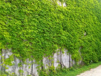爬山虎的藥用價(jià)值和經(jīng)濟(jì)價(jià)值體現(xiàn)在哪個(gè)方面？