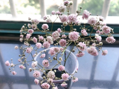 滿天星什么時候開花，開花開多久？