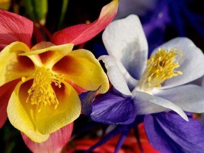 小花耬斗菜種子應(yīng)該在幾月份播種，生長比較好？